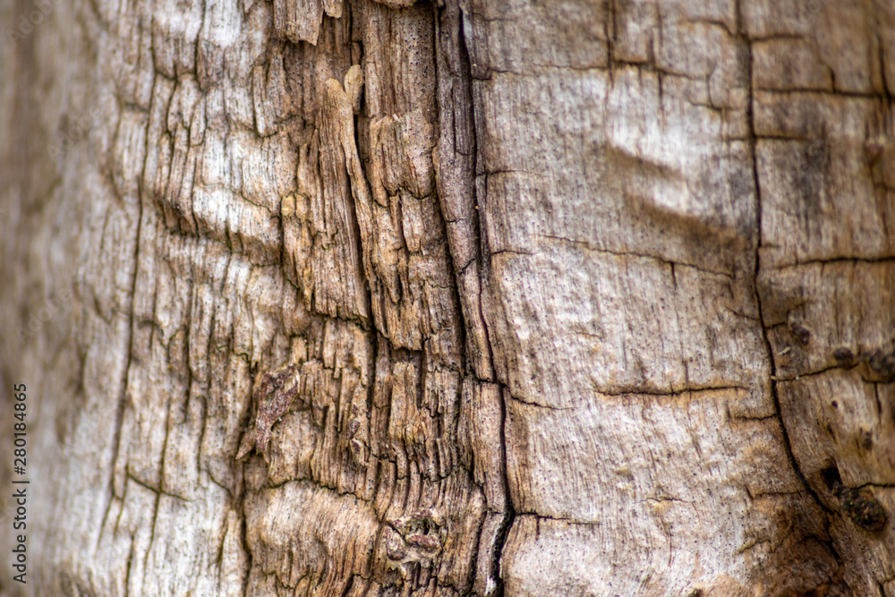 Schöne Holzstruktur eines gefällten Baumes mit Holzmaserung und feinen Details, viel schöner Patina und Vintage-Style als Dekoration oder Inneneinrichtung Schöne Holzstruktur eines gefällten Baumes mit Holzmaserung und feinen Details, viel schöner Patina und Vintage-Style als Dekoration oder Inneneinrichtung