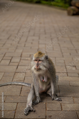 Funny macaque monkeys in the Monkey-forest © Taranukhin Alex
