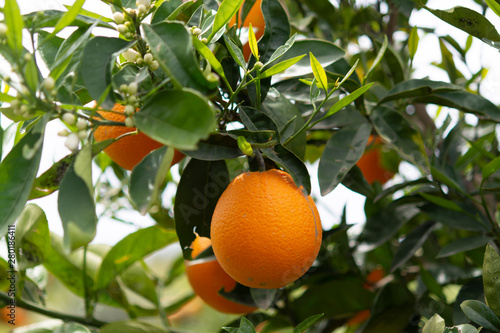 Orange citrus fruit plantations on Peloponnese, Greece, new harvest of sweet juicy oranges