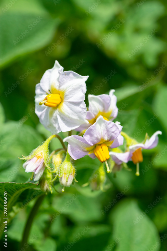 Flowering potato plant in summer close up Flowering potato plant in summer close up