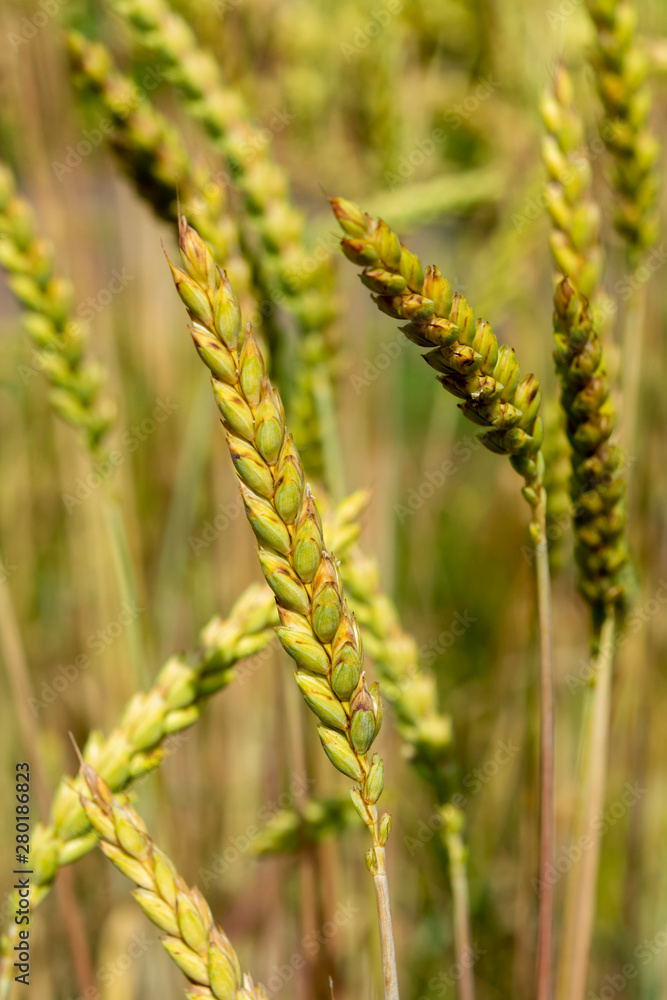 Ripe golden wheat spikes on farm field