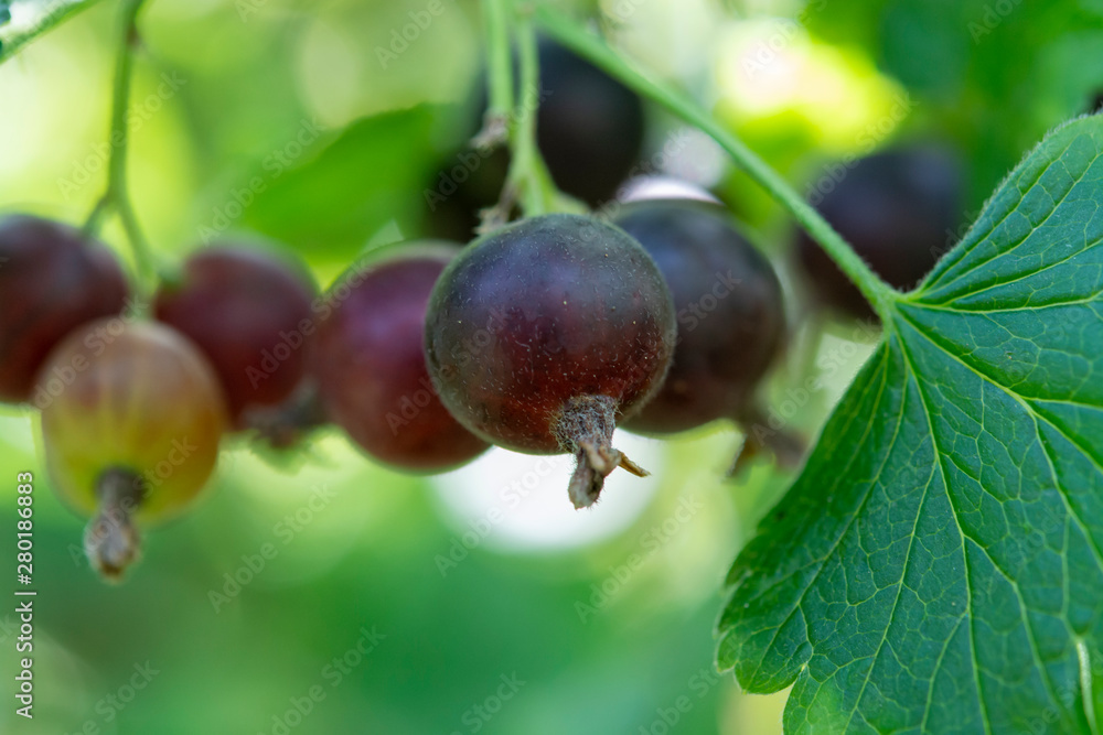 Black currant berries ripening in garden