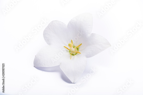 White bell flower close up, isolated on white background