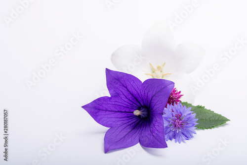 Purple bell flower and purple cornflowers close up  isolated on white background