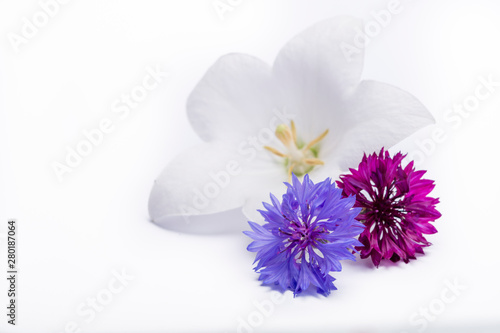 White bell flower and purple cornflowers close up, isolated on white background