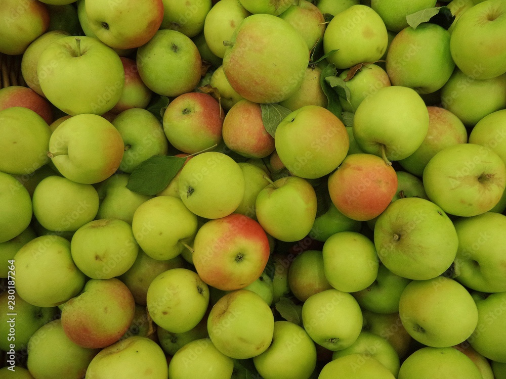 ripe fresh apples of early varieties are piled in a heap ripe fresh apples of early varieties are piled in a heap