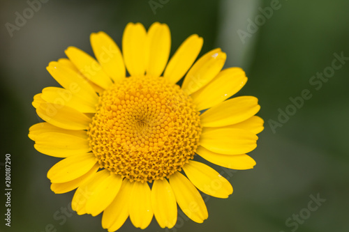 Bezaubernde Fr  hlingsblumen hei  en Fr  hling und Sommer mit bet  rendem Duft und Farbenpracht willkommen und sind das ideale Muttertagsgeschenk