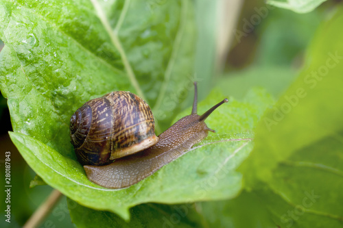 Snail crawling on a wide green leaf after the rain.
