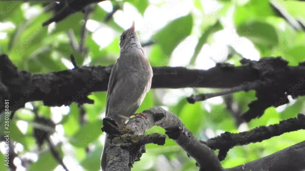 singing nightingale on a tree branch, wind singing nightingale on a tree branch, wind