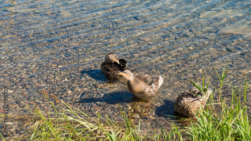 wild ducks in lake water