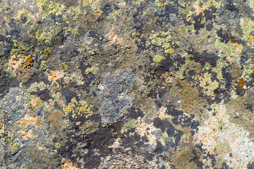 moss on the surface of granite pegmatite