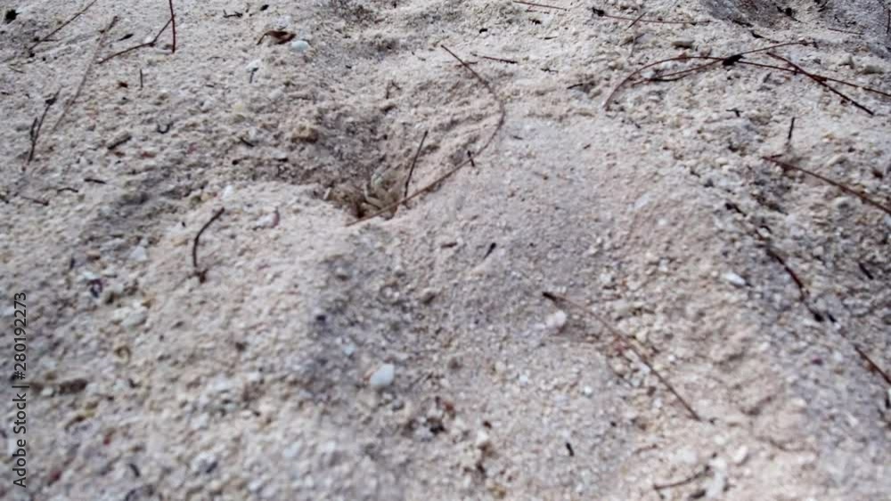 Ghost crab slowly going outside it's nest at the beach. Ghost crab slowly going outside it's nest at the beach.
