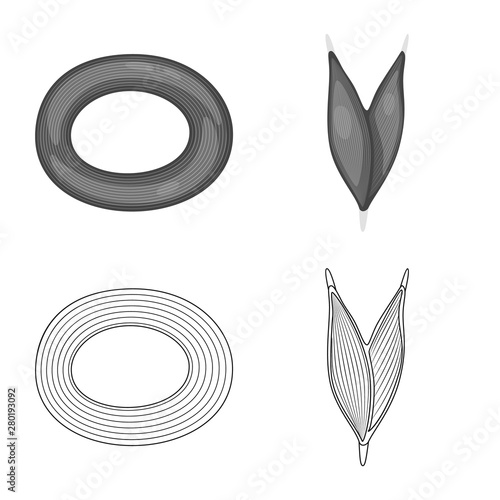 Vector design of fiber and muscular symbol. Collection of fiber and body stock vector illustration.