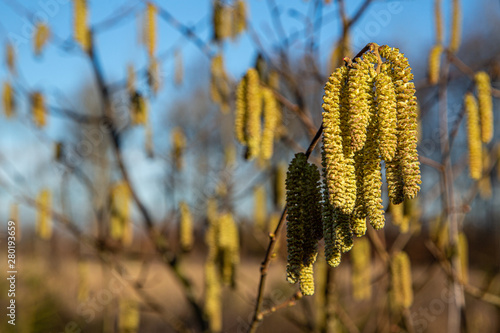 Hanging catkin of hazel