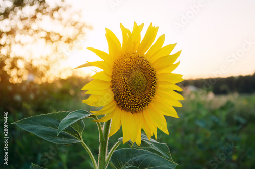 Beautiful young sunflower grow in a field at sunset. Agriculture and farming. Agricultural crops. Yellow flowers. Helianthus. Natural background. Ukraine  Kherson region. Selective focus