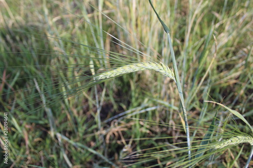 wheat spike in the field close-up