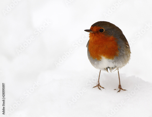 robin in the snow