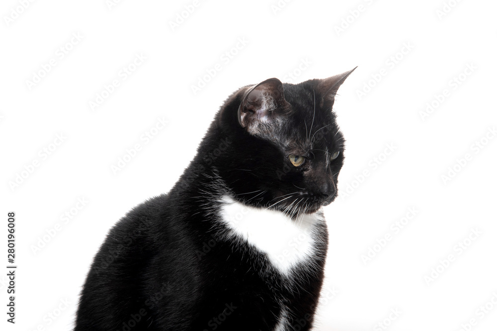 black and white tuxedo cat black and white tuxedo cat