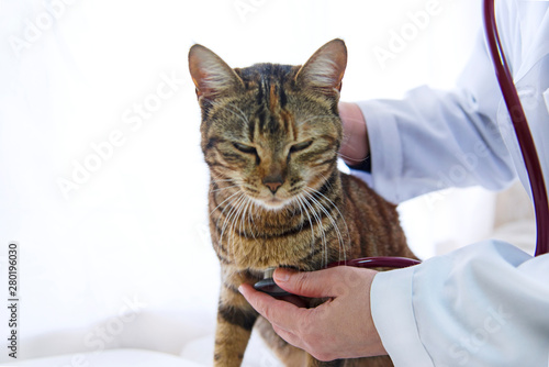 Fototapeta Naklejka Na Ścianę i Meble -  Examined female cat with stethoscope in examine room, indoor