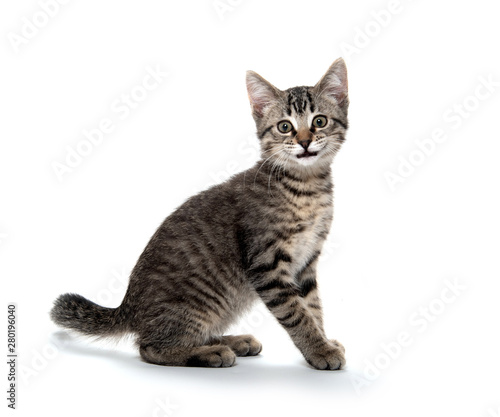 Fototapeta Naklejka Na Ścianę i Meble -  tabby cat smiling