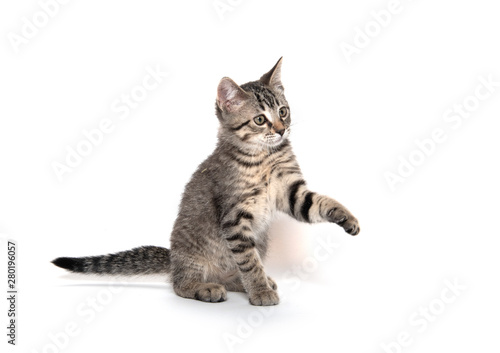 Tabby cat playing on white background