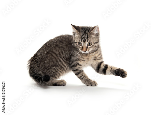 Cute tabby playing on white