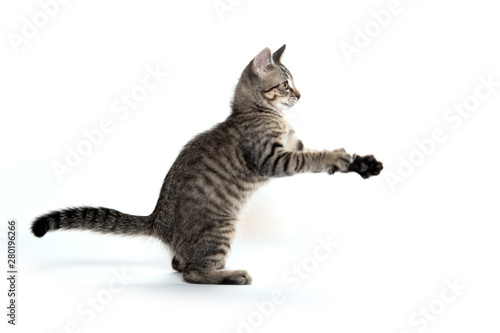 Wallpaper Mural Cute tabby playing on white Torontodigital.ca