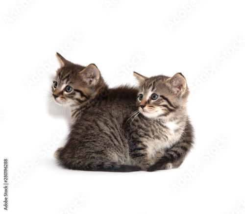 Two tabby kittens on white