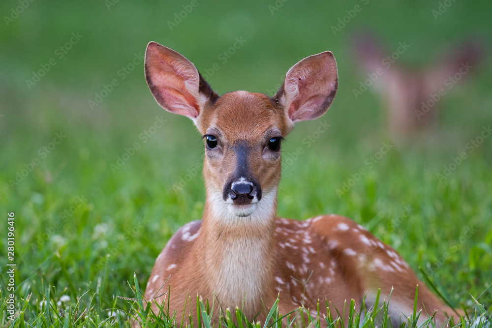 White-tailed deer fawn bedded down in an open meadow White-tailed deer fawn bedded down in an open meadow