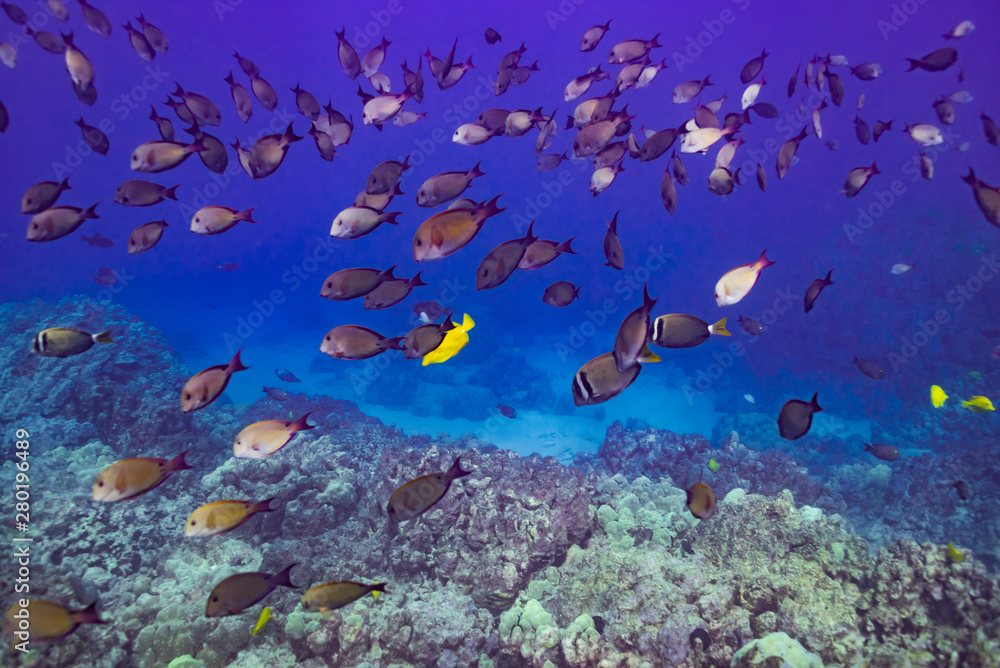 Fototapeta premium Tropical fish swimming over coral reef
