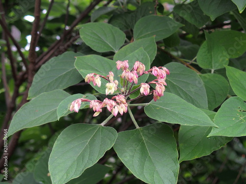 臭木の花の蕾 photo