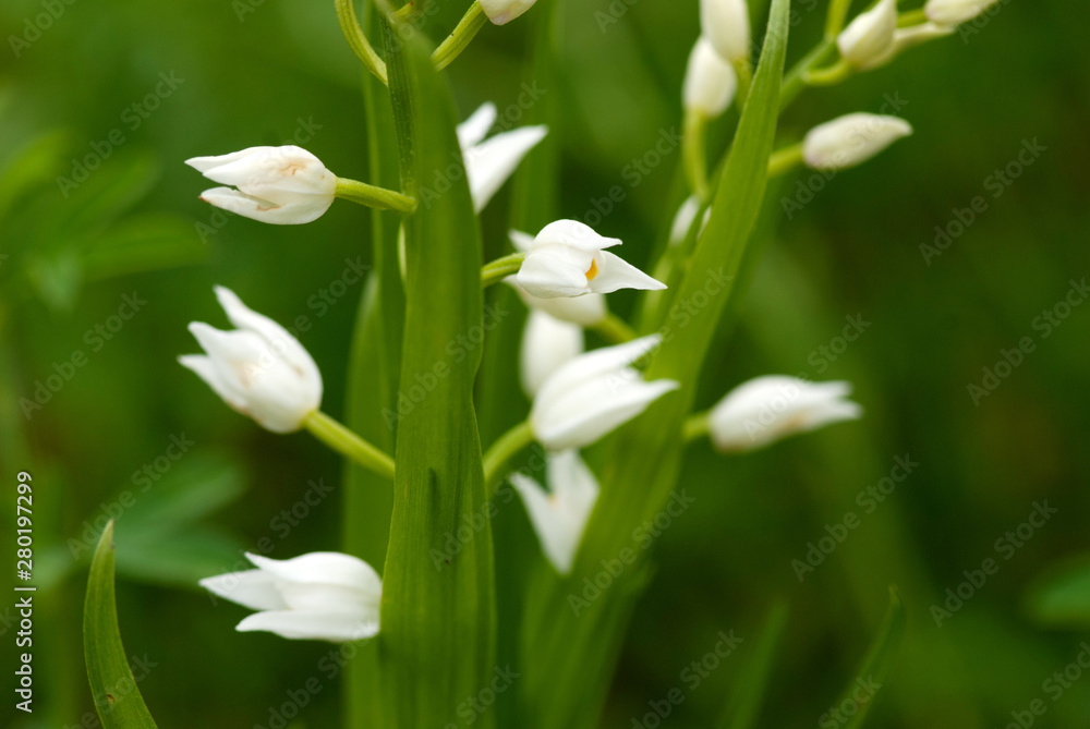 Waldvögelein Orchideen