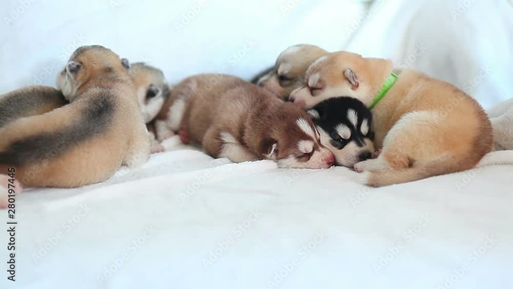 group of happy siberian husky puppies on white group of happy siberian husky puppies on white