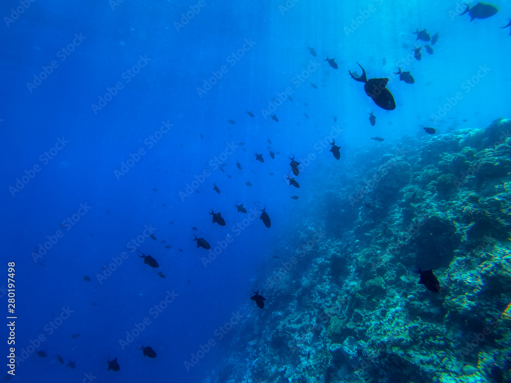Fototapeta premium In this unique photo you can see the underwater world of the Pacific Ocean in the Maldives! Lots of coral and tropical fish!