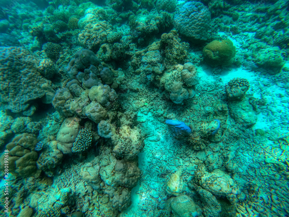 Fototapeta premium In this unique photo you can see the underwater world of the Pacific Ocean in the Maldives! Lots of coral and tropical fish!