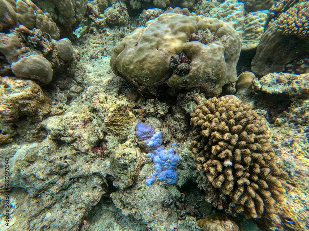 Obraz premium In this unique photo you can see the underwater world of the Pacific Ocean in the Maldives! Lots of coral and tropical fish!