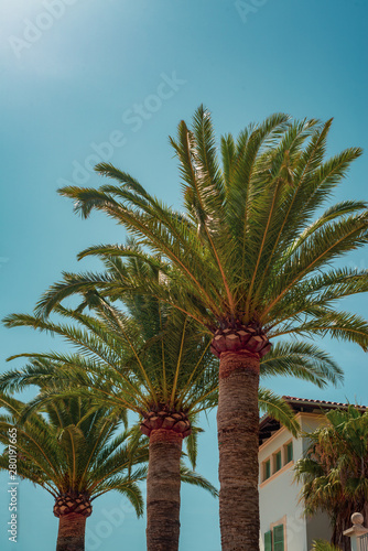 Row of Palm Trees in Front of  a Luxury  Mediterranean Villa