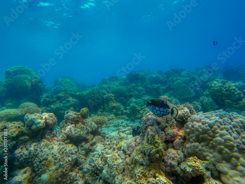 In this unique photo you can see the underwater world of the Pacific Ocean in the Maldives  Lots of coral and tropical fish 