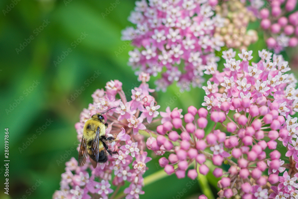 Bumblebee, Bombus, feeds on pink swamp milkweed, Asclepias incarnata, on a summer morning Bumblebee, Bombus, feeds on pink swamp milkweed, Asclepias incarnata, on a summer morning