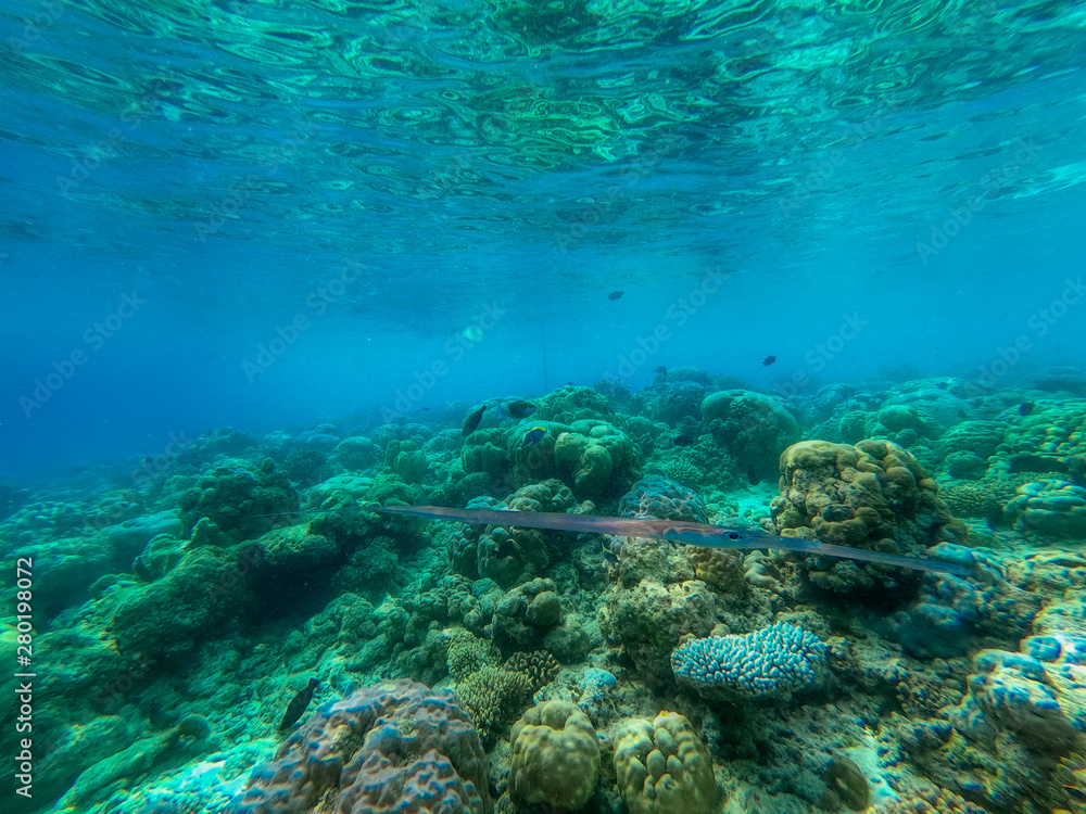 Naklejka premium In this unique photo you can see the underwater world of the Pacific Ocean in the Maldives! Lots of coral and tropical fish!