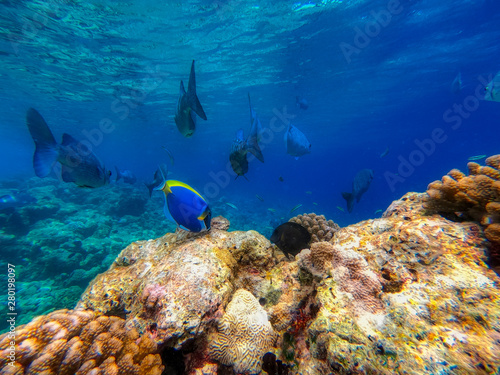 In this unique photo you can see the underwater world of the Pacific Ocean in the Maldives! Lots of coral and tropical fish!