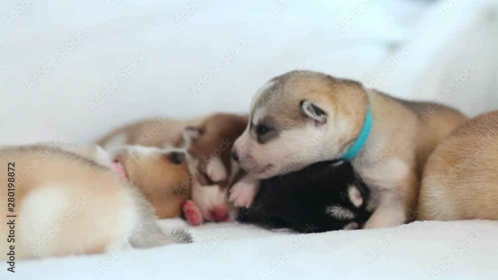 Three of siberian husky puppies sleeping under a grey blanket Three of siberian husky puppies sleeping under a grey blanket