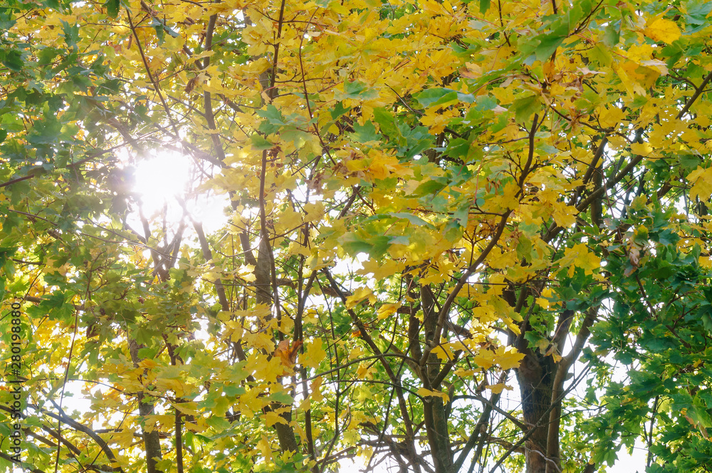 Sun rays through tree branches. Trees with yellow foliage in autumn. Sun rays through tree branches. Trees with yellow foliage in autumn.