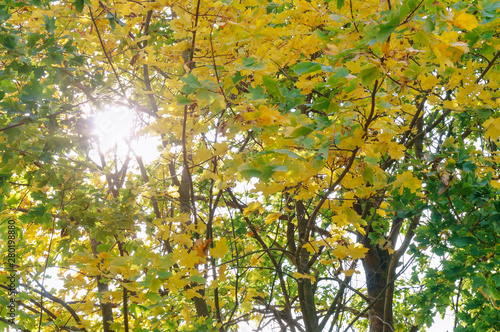 Sun rays through tree branches. Trees with yellow foliage in autumn.