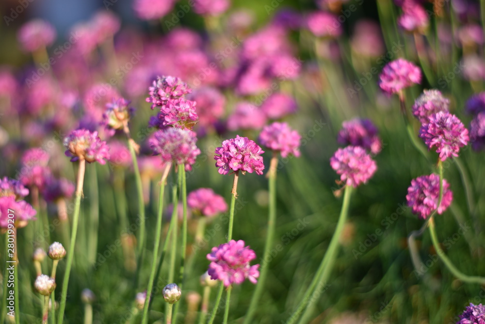 Grasnelken (Armeria)