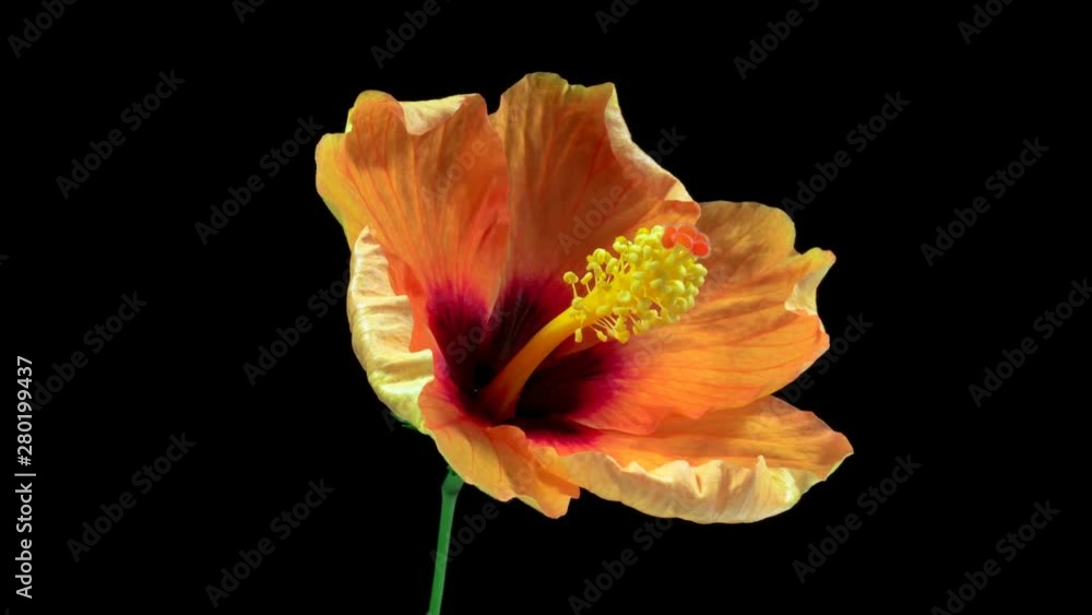 Timelapse of the hibiscus flower blooming on a black background Timelapse of the hibiscus flower blooming on a black background