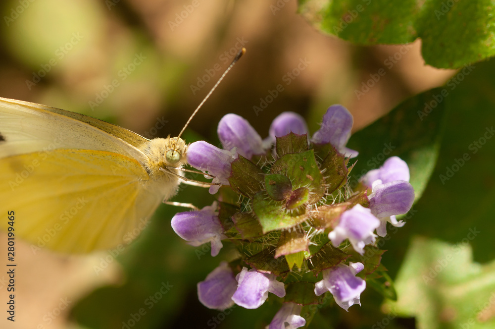 Beautiful white butterfly on flower in the garden
