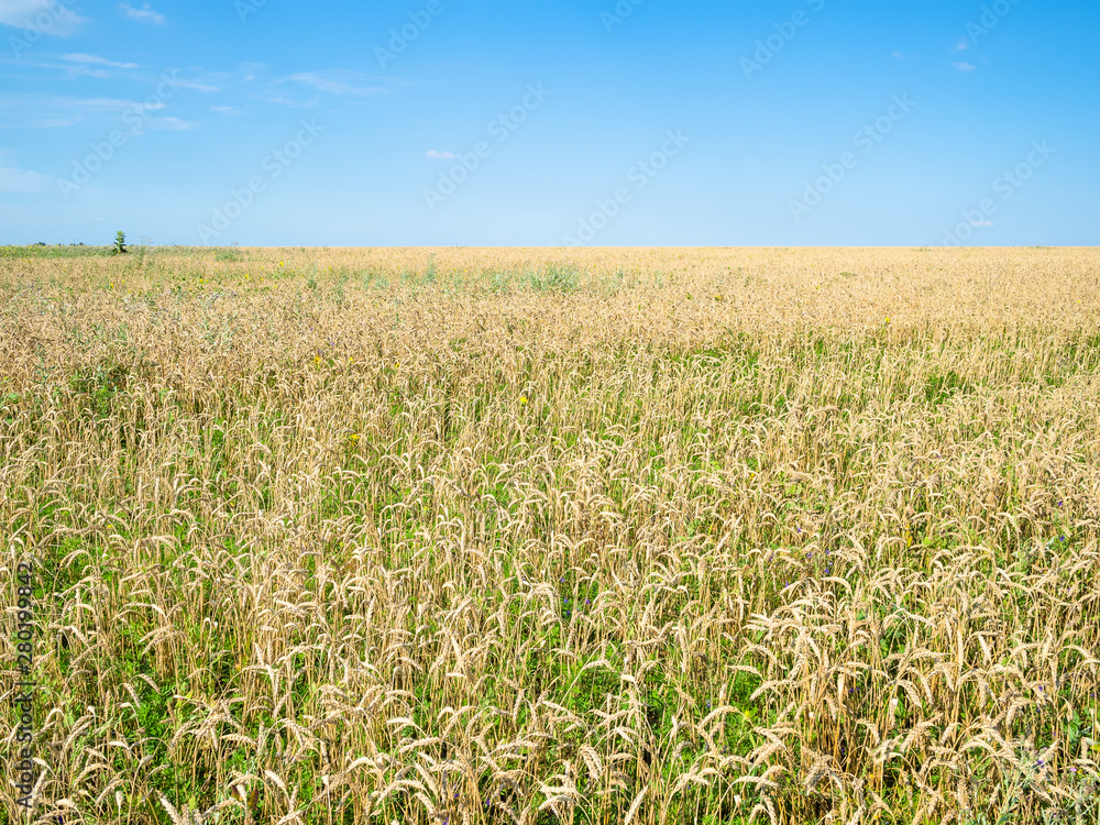 view of wheat field in summer in Kuban region view of wheat field in summer in Kuban region