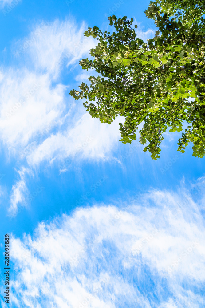 green foliage of white poplar tree and blue sky green foliage of white poplar tree and blue sky