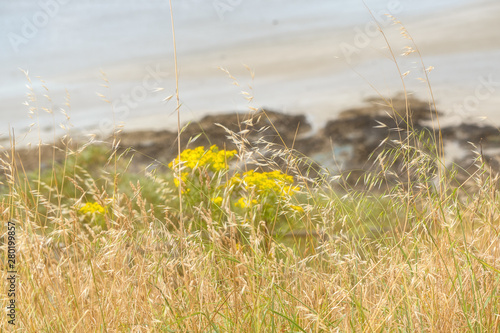 Fleurs sauvages